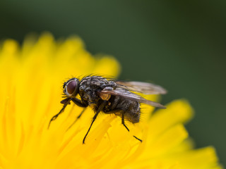 Fly on dandelion