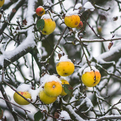 Jabłka na jabłoni przykryte przez wczesny śnieg
