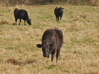 herd of cows grazing in the field	