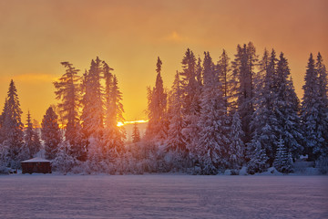 Winter sunset in Slovakia, sunrays through old fir trees