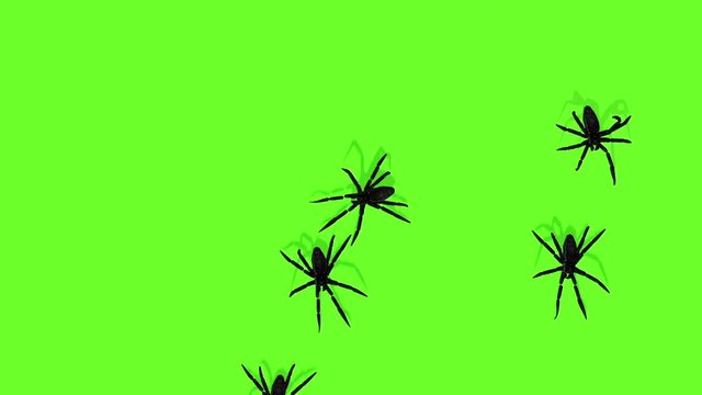 animation of spiders on green screen creepy crawling