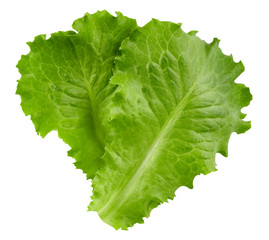 lettuce leaves Clipping Path