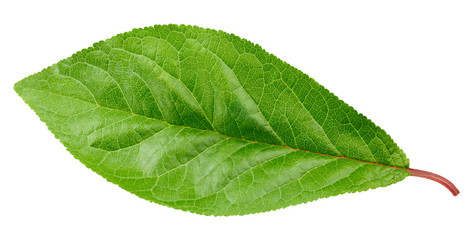 Plum leaf isolated Clipping Path
