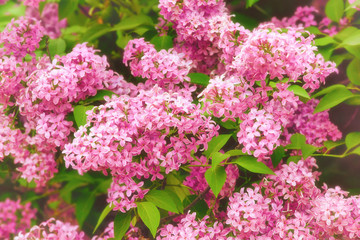 Blooming lilac, springtime floral background