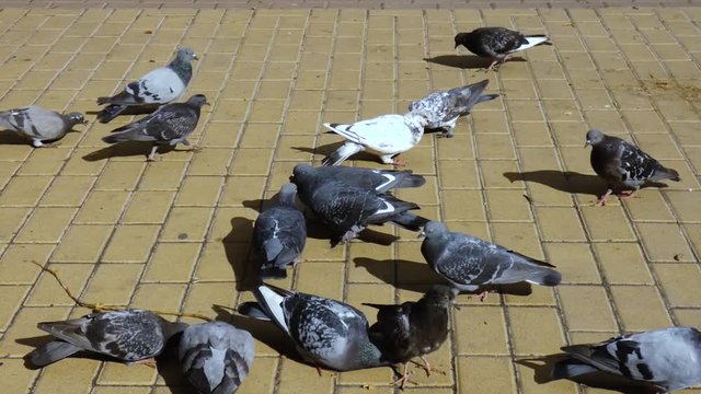 Flock of pigeons feeding on the city park