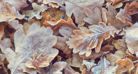 First frost on fallen oak leaves in the forest, natural outdoor background