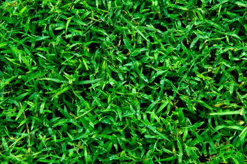 Background, texture of green grass. Cropped shot, close-up, nobody, horizontal, abstraction. The...