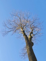 Ash Tree 