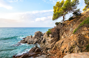 Fototapeta premium Mediterranean pines on rock by sea
