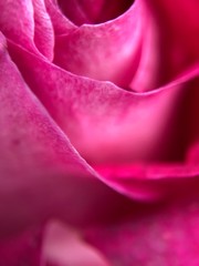 Fototapeta na wymiar Róża z bliska 
