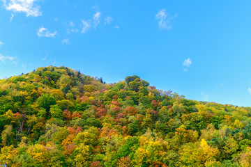 Fototapeta premium Colorful forest on mountain autumn season in jozankei,