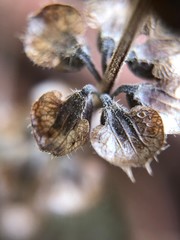 Suche jesiennie liście 