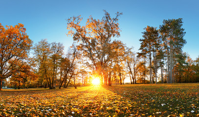 Beautiful park garden in atumn. Fall panorama in park at sunrise in Slovakia