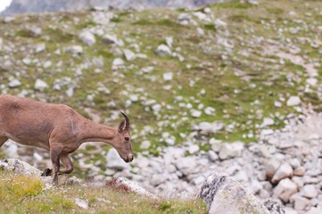Caucasian mountain goat tour. Out in the wild in a natural habitat.
