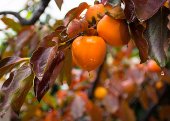 Persimmons at fruit garden, Valencia, Spain