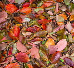 Pile of different dry leaves underfoot