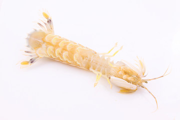 Fresh mantis shrimp on a white background