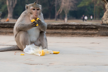 Affe ist ein Mango im sitzen Angkor