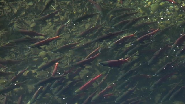 Sockeye salmon hitting the surface of the water in slow motion