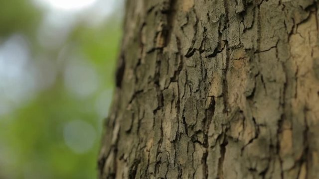 Tree trunk close up, maple trunk close up, textured tree bark close up