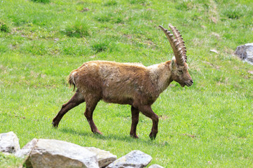 stambecco nel parco nazionale del Gran Paradiso
