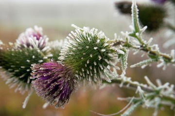 Frost covered purple thistle flower in winter