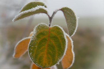 Frost covered colorful apple leaves in winter