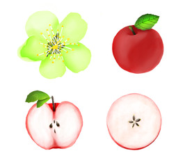 Watercolor set of red apples, slices, flower