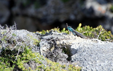 S&uuml;dafrikanische Eidechse mit blauem Kopf