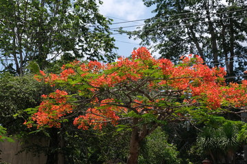 Fototapeta na wymiar Red delonix regia flower tree in Bali 