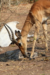 Impala vor Elefantenskelett 