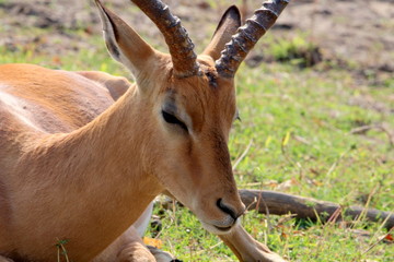 Impala im Madikwe Game Reserve