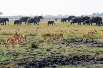 Elefanten und Antilopen am Chobe