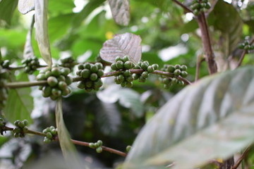 Unripe green coffee berry fruits attached to stem of the tree. close up