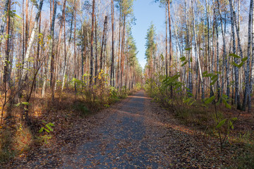 Narrow asphalt road in the forest at late autumn