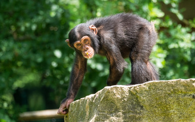 Chimpanzé