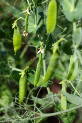 Pods of green peas growing in the garden