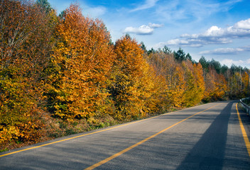 Nature autumn lanscape. Colour of autumn. Sky, cloud and road.