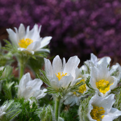 Pasqueflower - Pulsatilla patens, spring flowers in garden and  meadow.