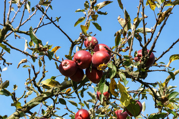 reife,rote Äpfel am Baum