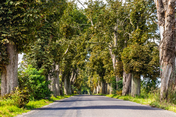 road in trees