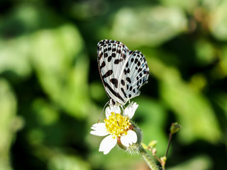 Fototapeta na wymiar black and white butterfly on the flower