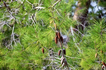 Cyprus Mediterranean nature