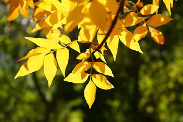 Obraz premium Hojas en otoño