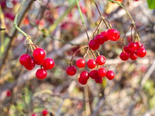 Red viburnum branch in the garden. Bunch of red viburnum berries on a branch.Viburnum shrub, with...
