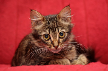 cute fluffy eyed brown kitten on a red background