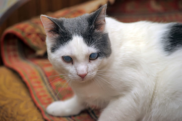 white with gray blind cat