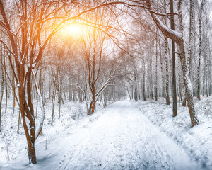 Snow-covered trees in the city park