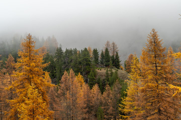 Mountain View Of Larchs Forest in Autumn