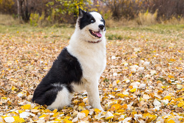 Yakut Husky with blue eyes on an autumn background in the forest